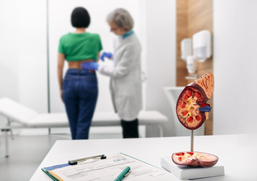 Urologe untersucht Patientin, im Vordergrund ist ein Modell der Niere
